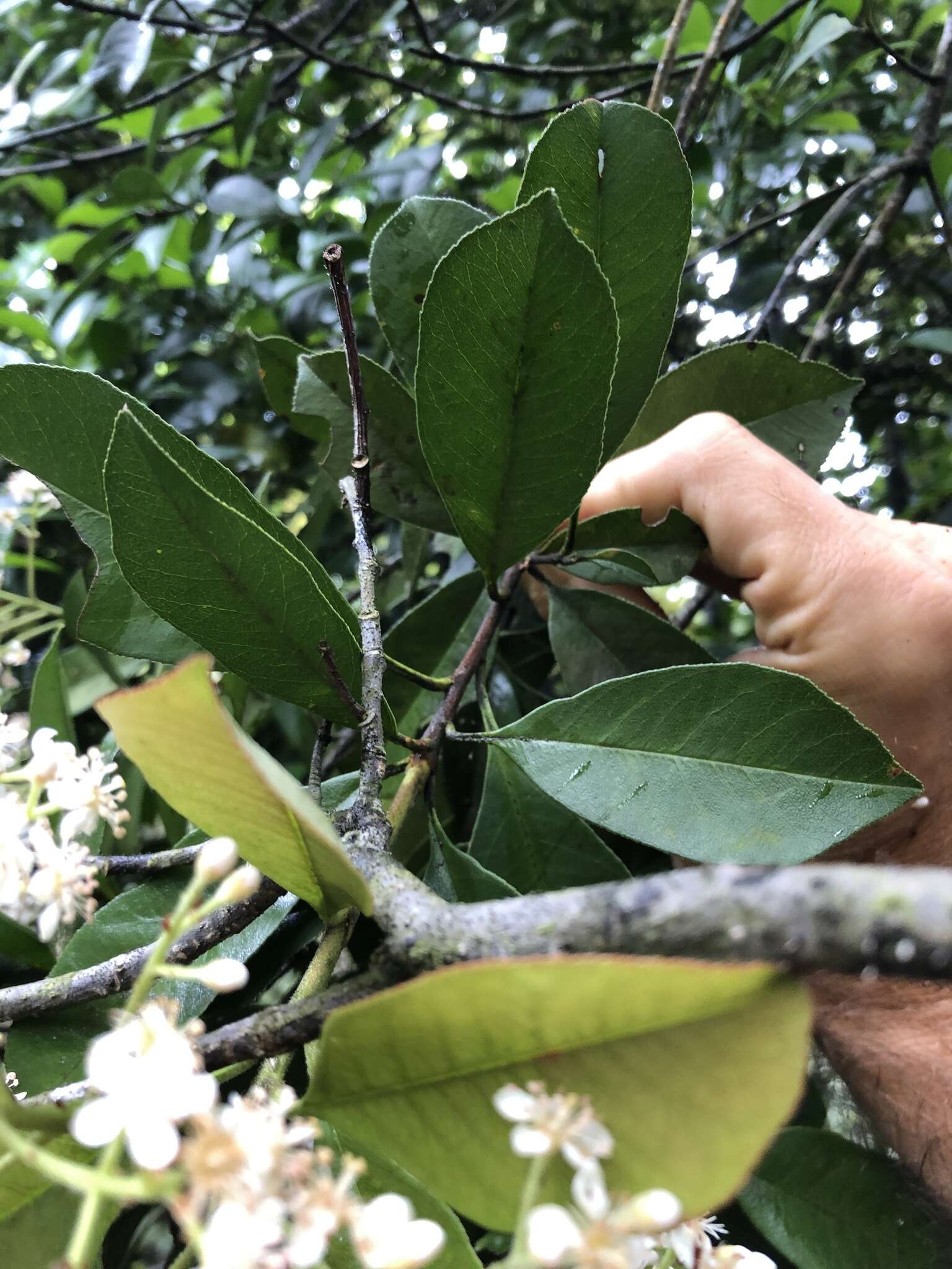 Слика од Photinia raupingensis K. C. Kuan