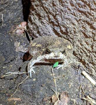 Image of Power’s Rain Frog