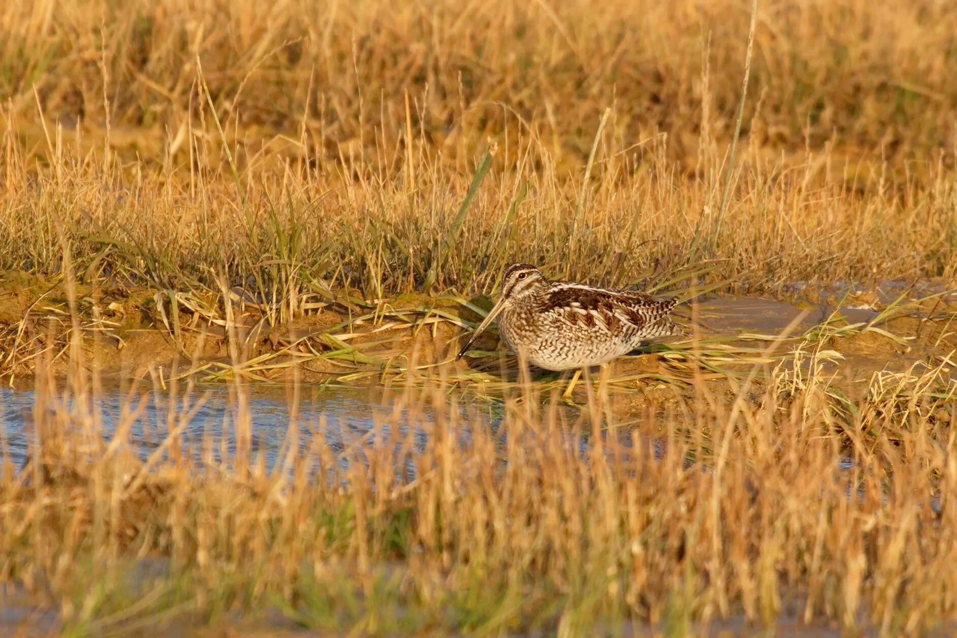 Image of Solitary Snipe