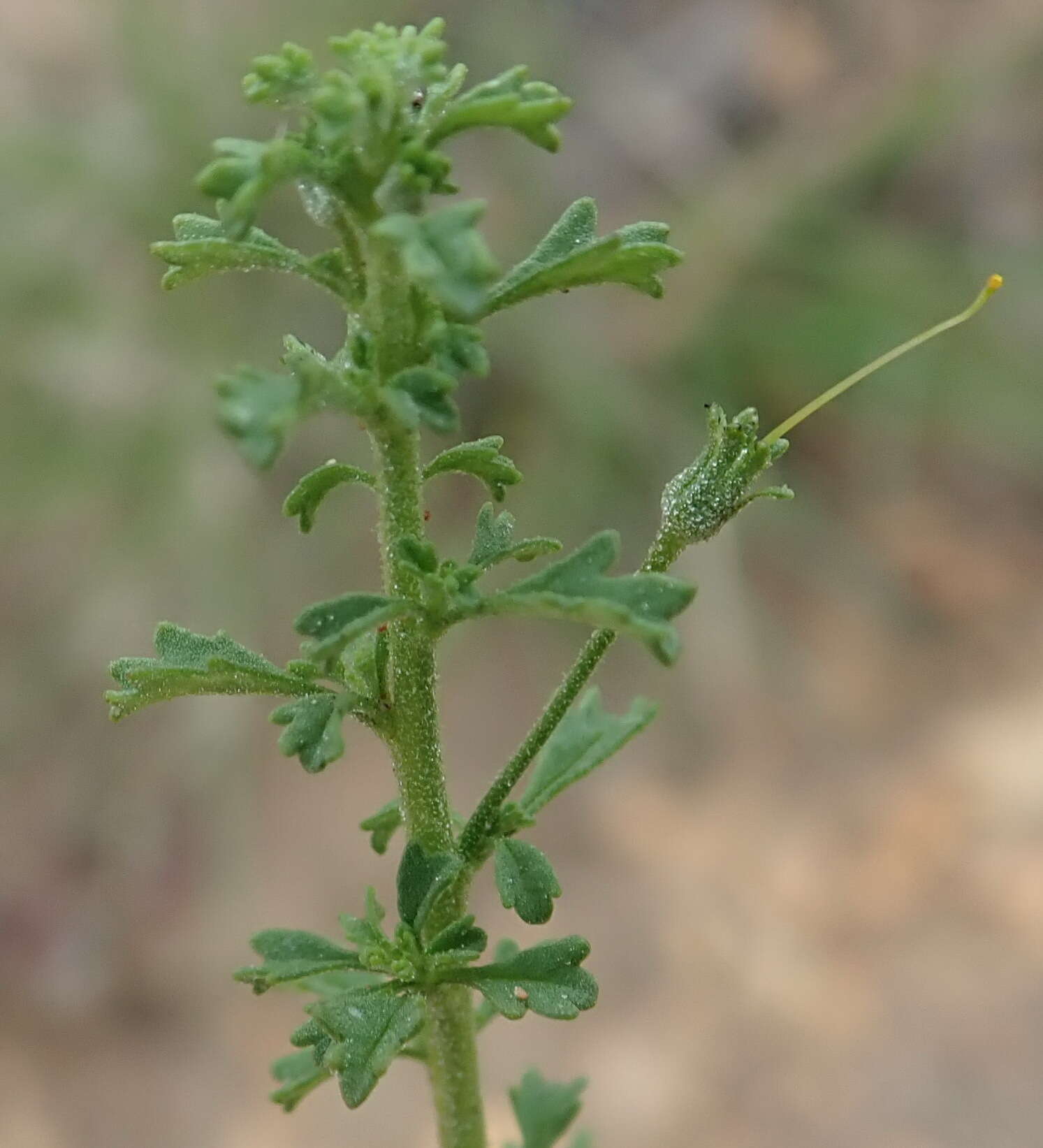 Image of Jamesbrittenia argentea (L. fil.) O. M. Hilliard