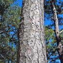 Sivun Pinus jaliscana Pérez de la Rosa kuva