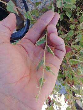 Image of western snakeroot