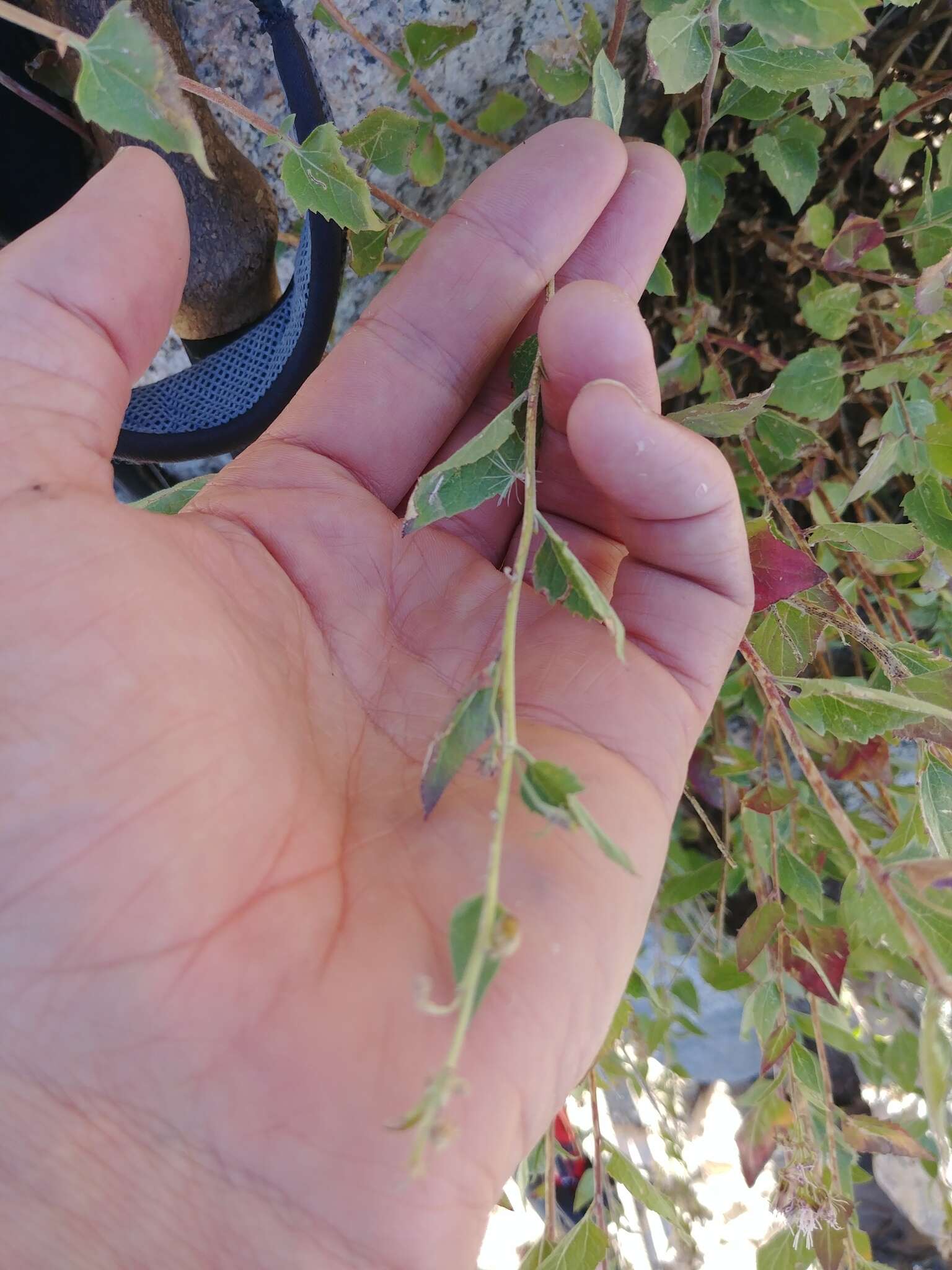 Image of western snakeroot