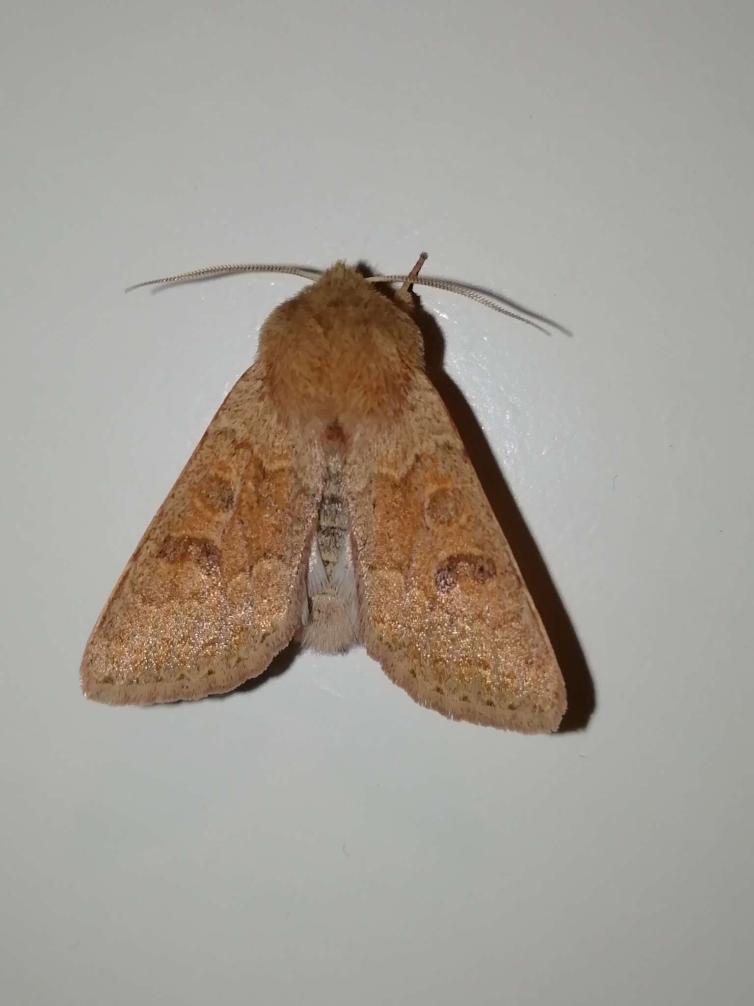 Image of blossom underwing