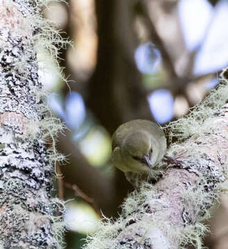 Image of Hawaii Creeper