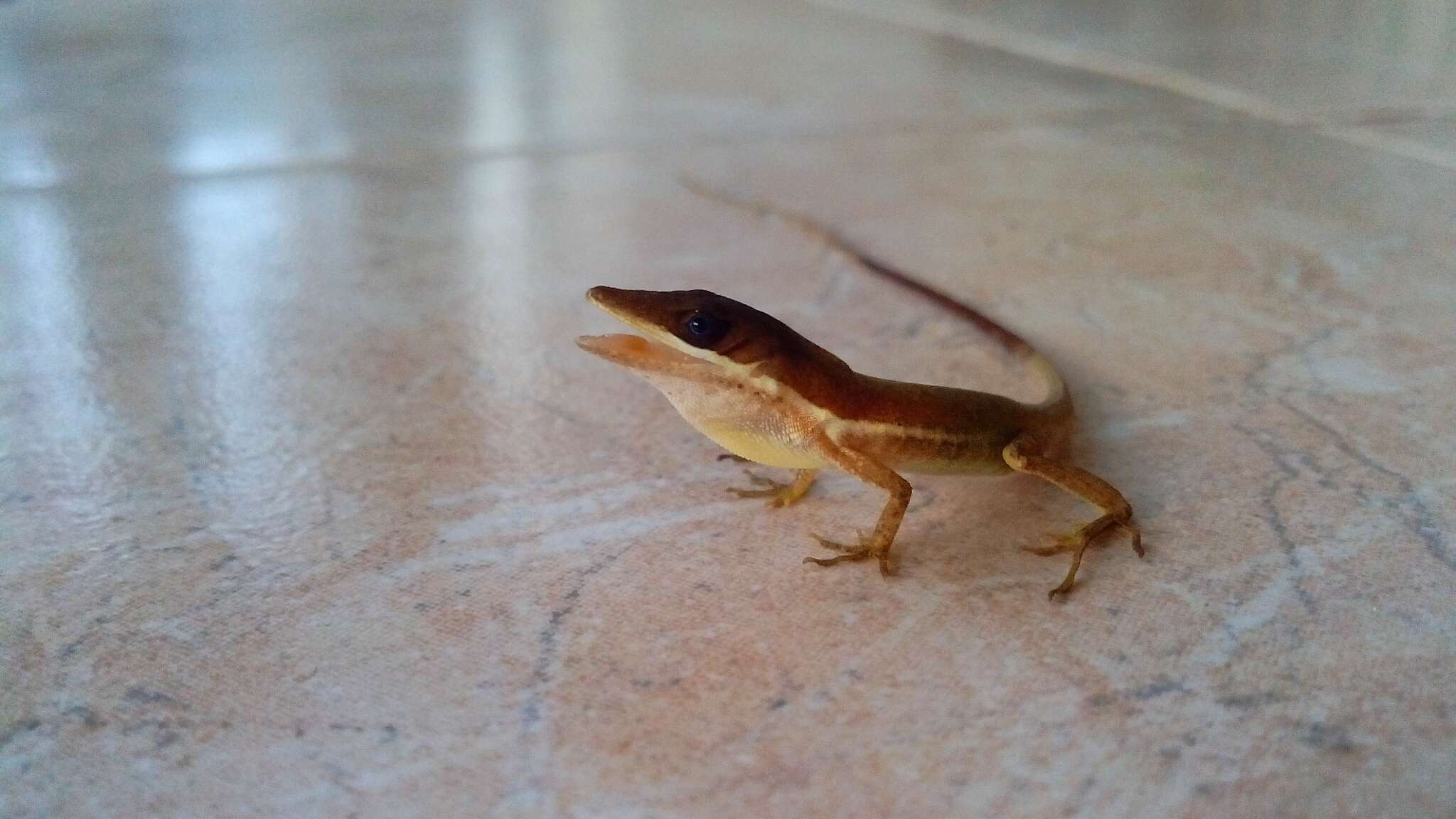 Image of Hispaniolan grass anole