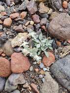 Image of Gomphrena tomentosa (Griseb.) R. E. Fries