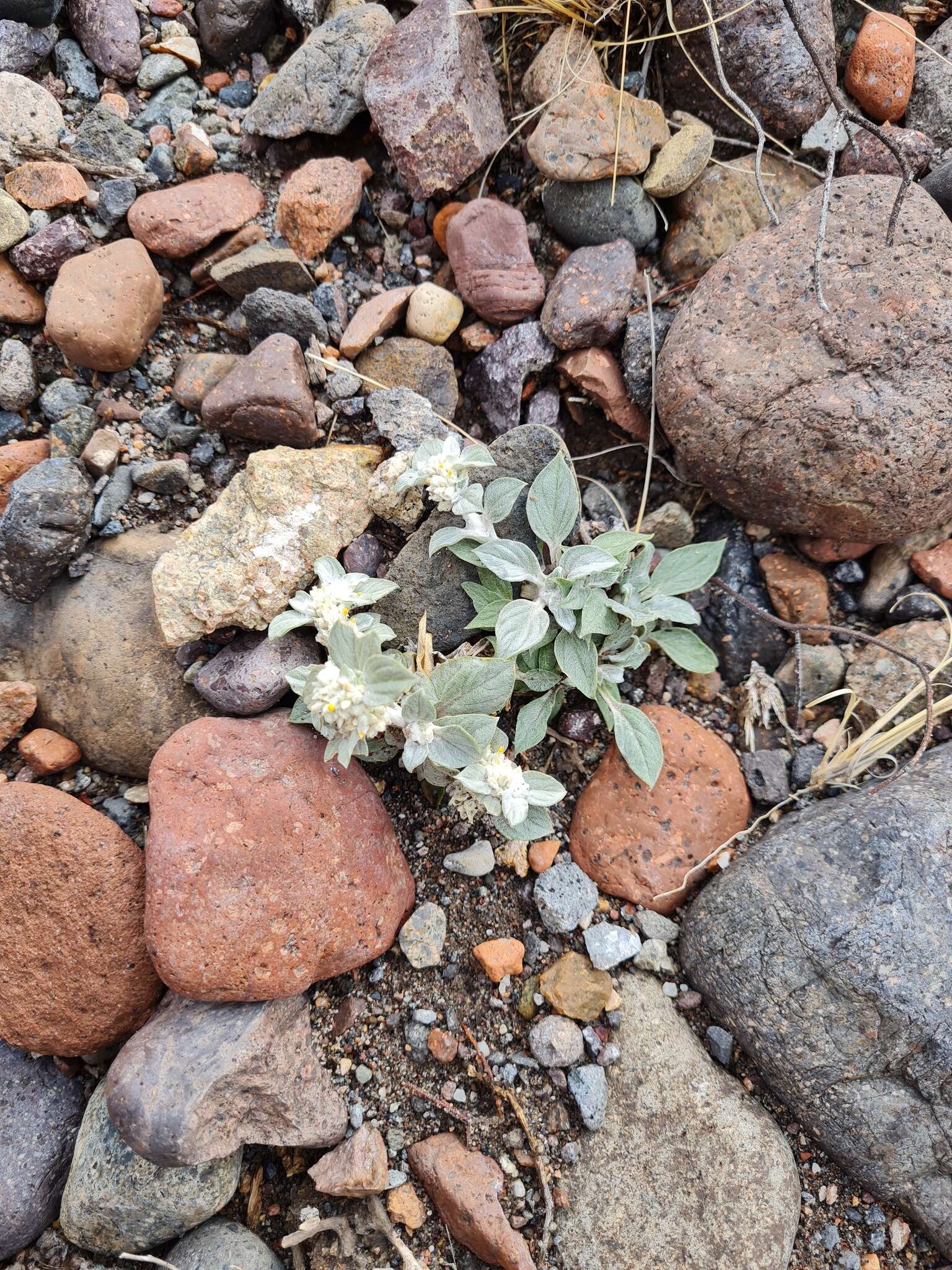 Слика од Gomphrena tomentosa (Griseb.) R. E. Fries