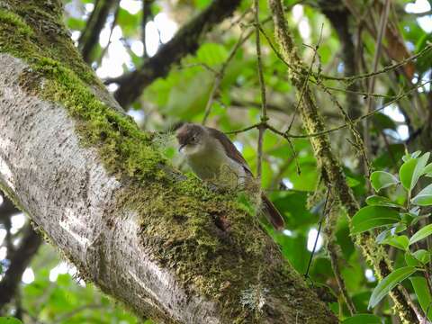 Image of Cabanis's Greenbul