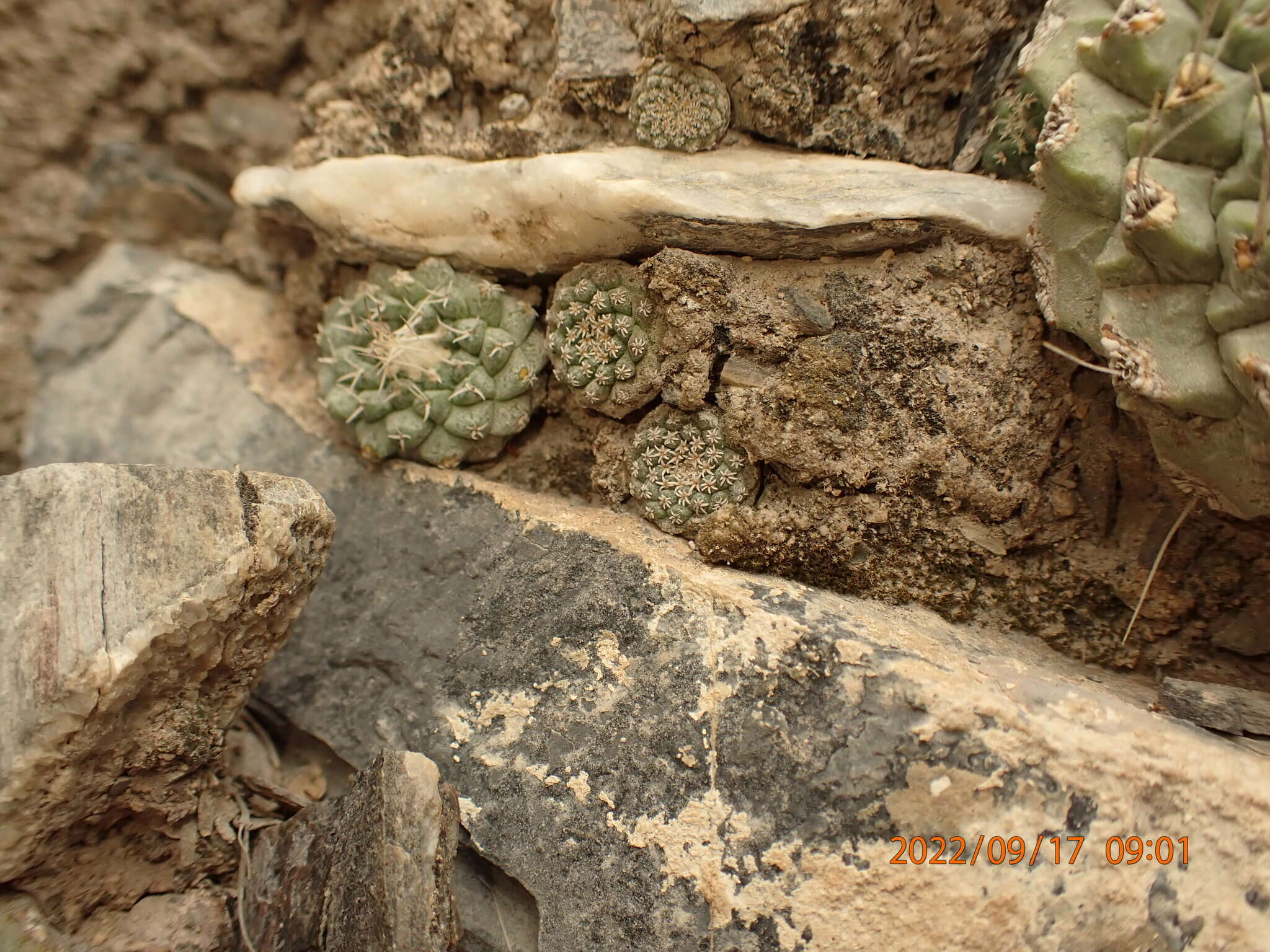 Image of Strombocactus disciformis subsp. disciformis