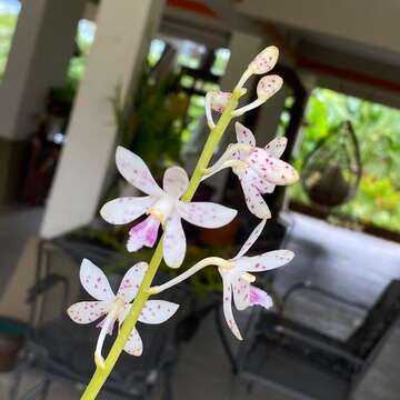 Image of Dipodium pictum (Lindl.) Rchb. fil.