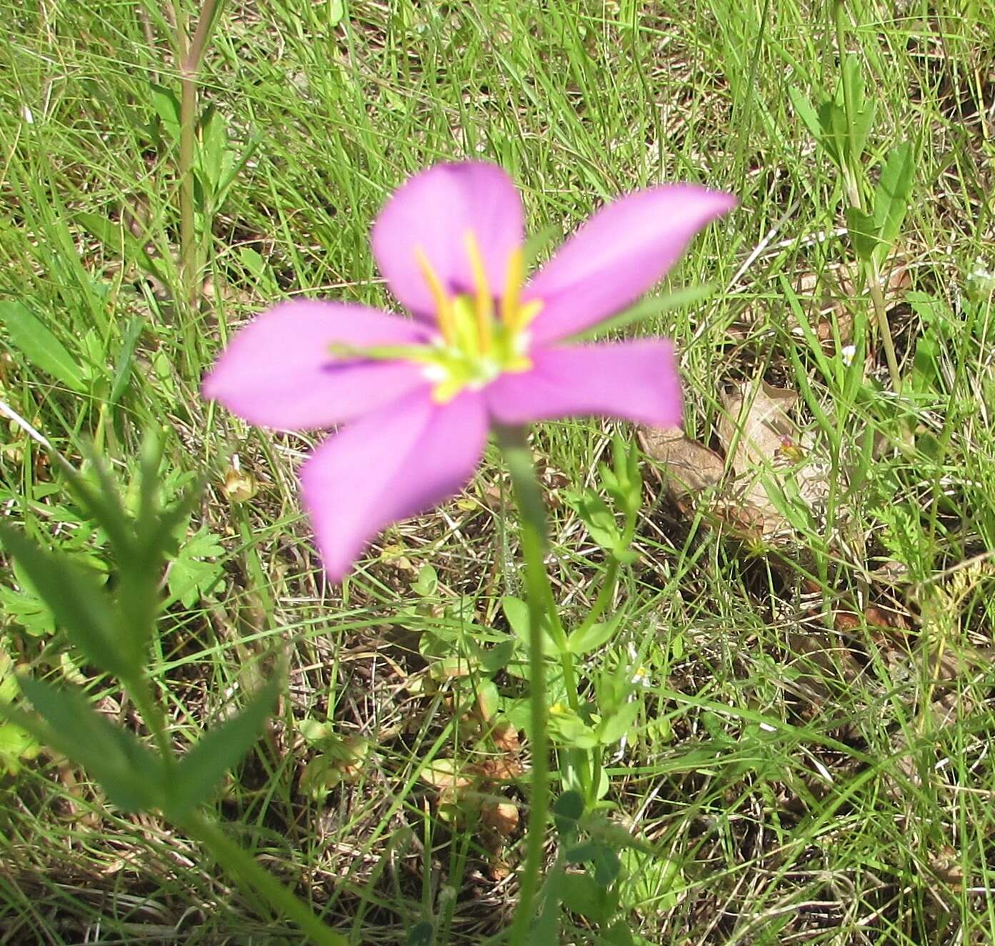 Image of Texas star