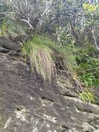 Image of Festuca petraea Guthnick ex Seub.