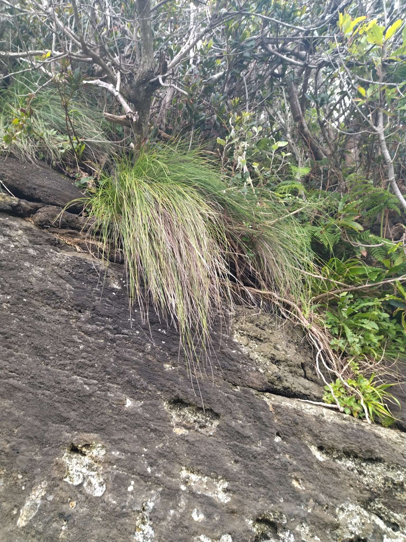 Слика од Festuca petraea Guthnick ex Seub.