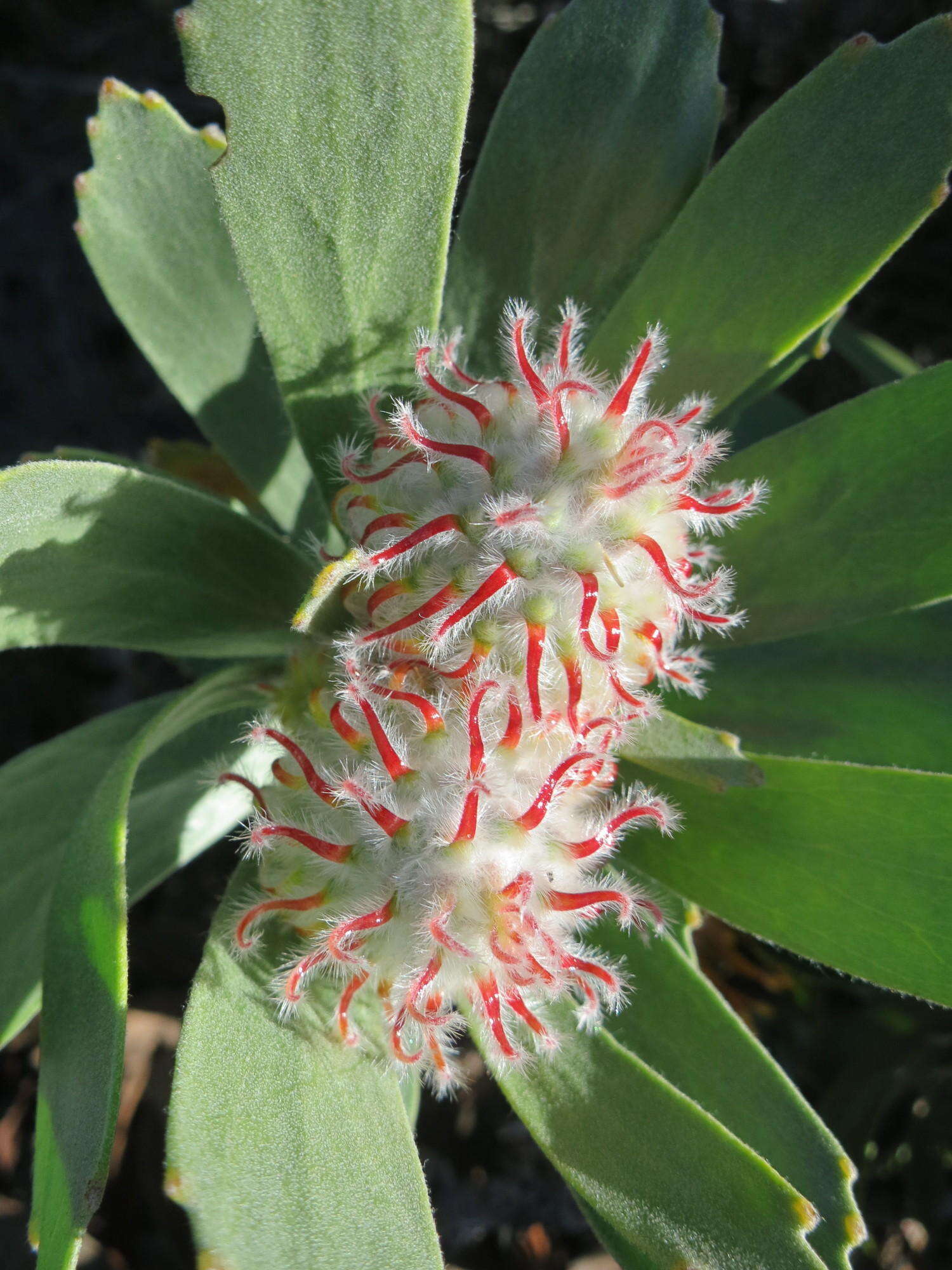 Image of Leucospermum pluridens Rourke