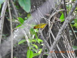 Image of Setophaga petechia aequatorialis (Sundevall 1869)