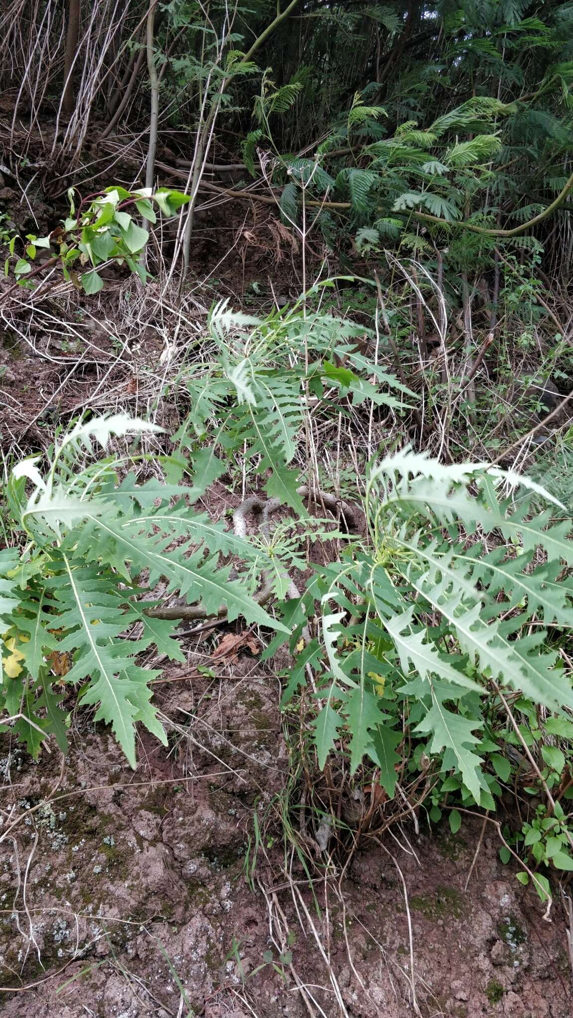 Image of Sonchus pinnatus Ait.