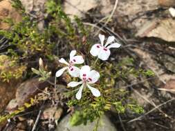 Image of Pelargonium pinnatum (L.) L'Her.