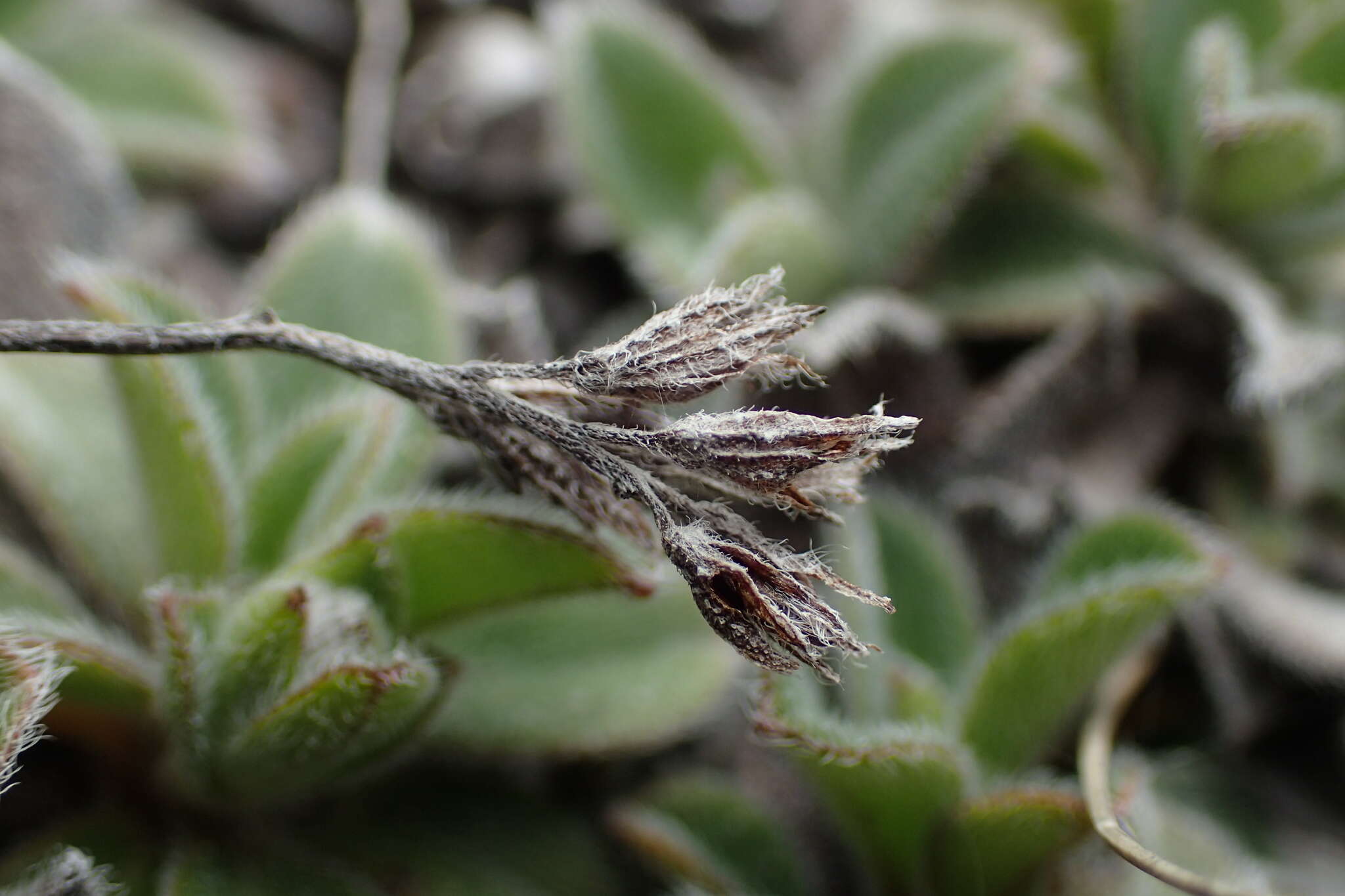 Imagem de Myosotis saxosa Hook. fil.