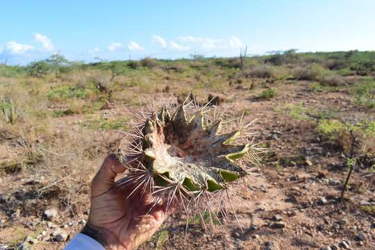 Imagem de Melocactus intortus subsp. domingensis Areces