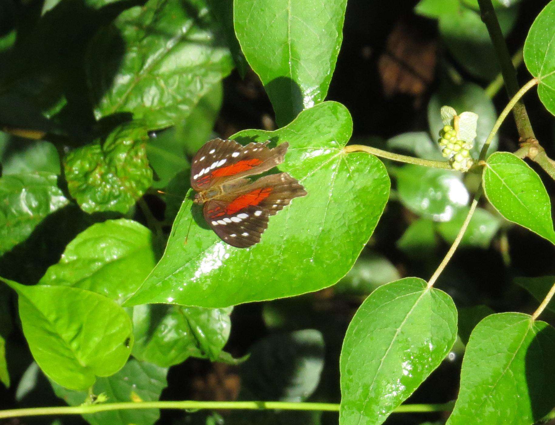 Plancia ëd Anartia amathea roeselia Eschscholtz 1821