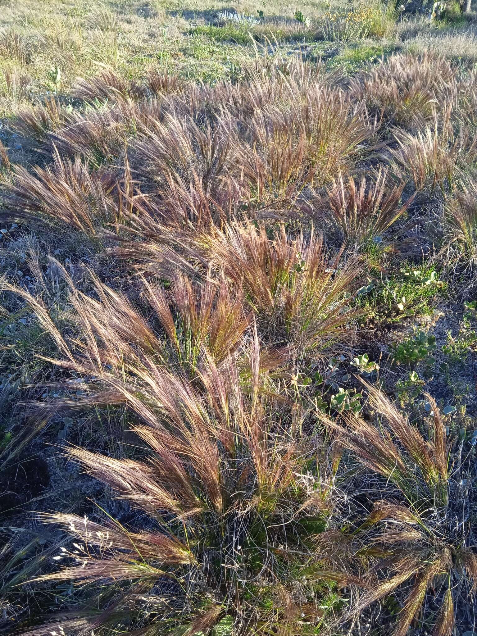 Image of Aristida spegazzinii Arechav.