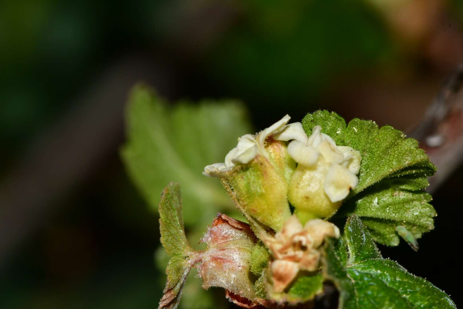 Image of Ribes neglectum Rose