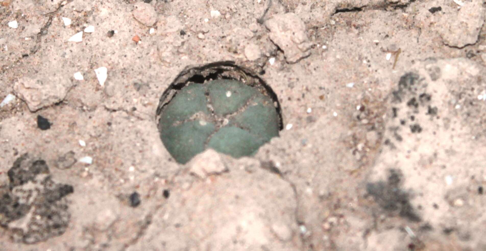 Image of Lophophora koehresii