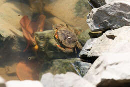 Image of Mud crab