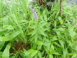 Image de Veronicastrum japonicum (Nakai) T. Yamazaki