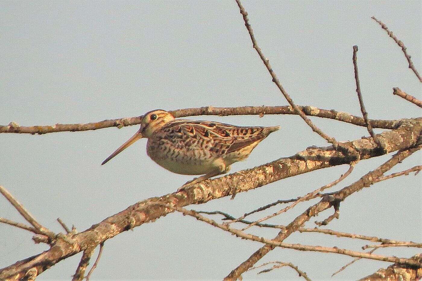 Image of Swinhoe's Snipe