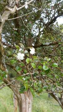 Image of Lophomyrtus ralphii (Hook. fil.) Burret