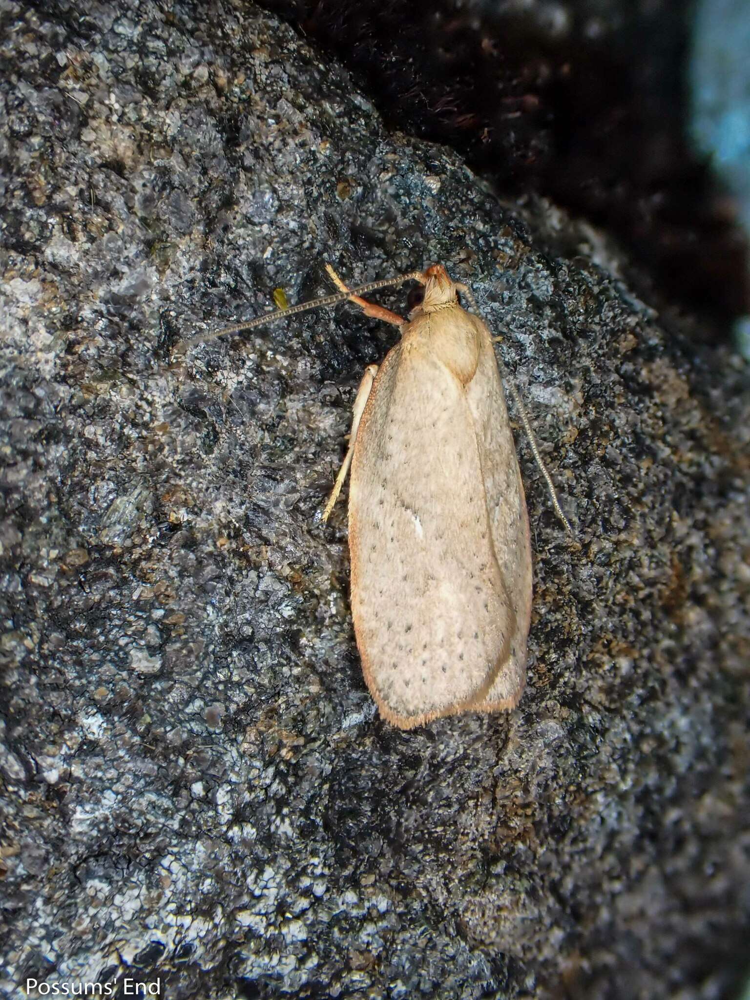 Image of Mountain Beech Flat Moth