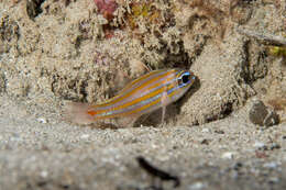 Image of Redspot cardinalfish