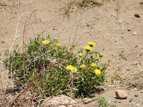 Imagem de Grindelia chiloensis (Cornel.) Cabrera