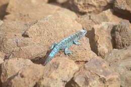 Image of Socorro Island Tree Lizard