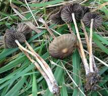 Image of Psilocybe gallaeciae Guzmán & M. L. Castro 2003