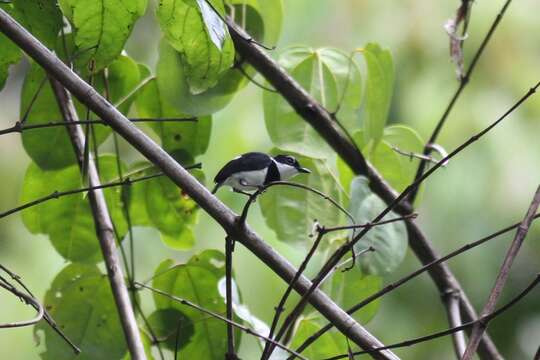 Слика од Platysteira castanea Fraser 1843