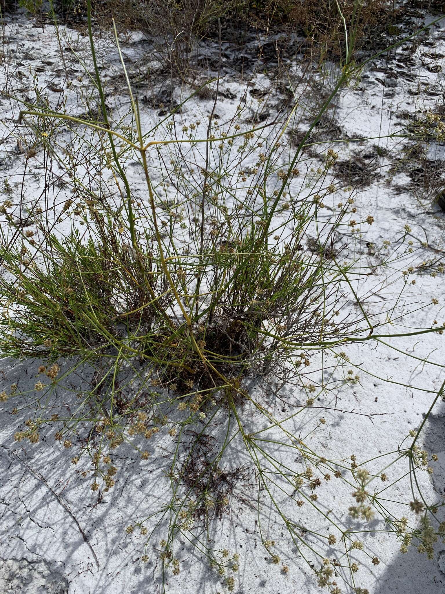 Image of wedgeleaf eryngo