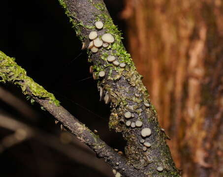 Image of Hymenotorrendiella clelandii (Hansf.) P. R. Johnst. 2014