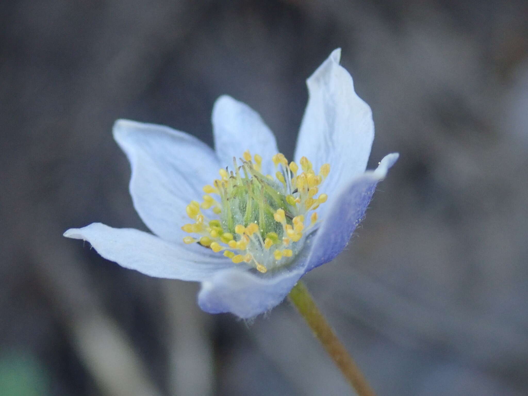 Anemone drummondii subsp. drummondii resmi