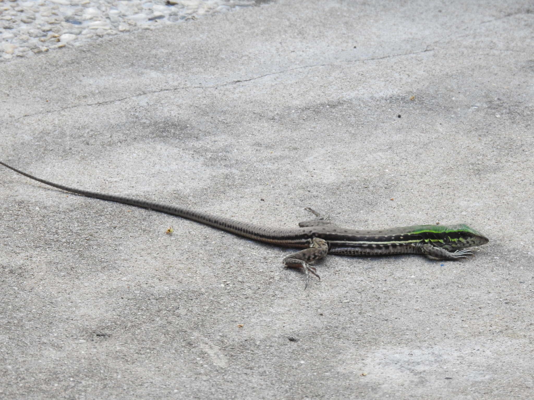 صورة Ameiva atrigularis Garman 1887