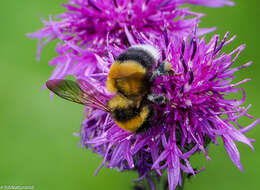 Image of Bombus sporadicus Nylander 1848