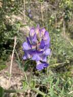 Imagem de Lathyrus pubescens Hook. & Arn.