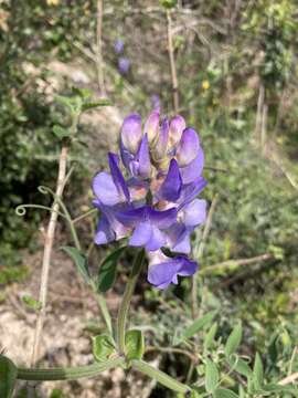 Lathyrus pubescens Hook. & Arn. resmi