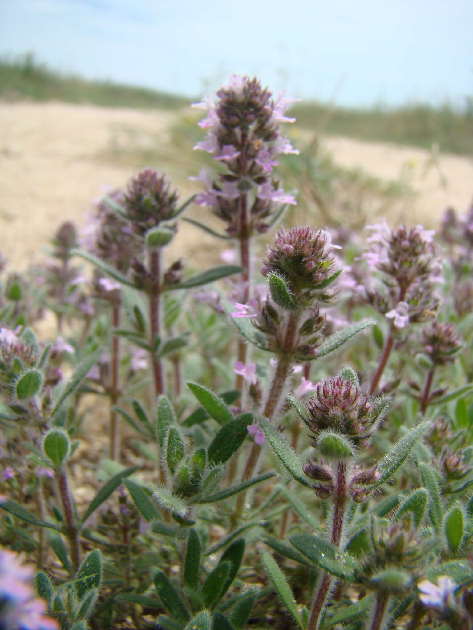 Image of Thymus littoralis Klokov & Des.-Shost.