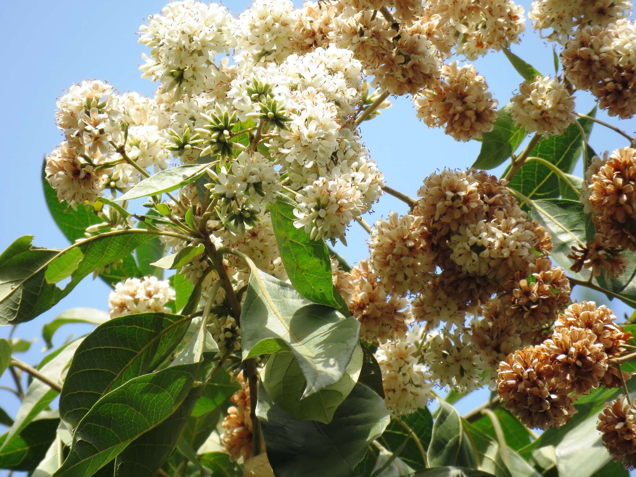 Image of Cordia trichotoma (Vell.) Arrab. ex Steud.