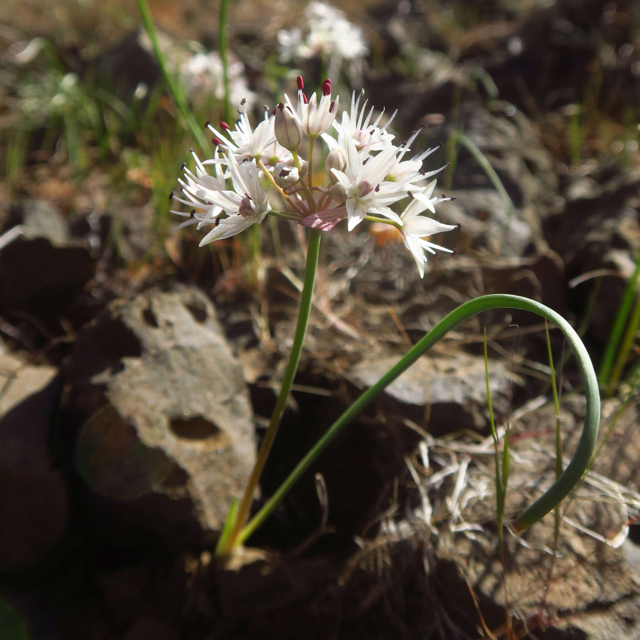 Image of rock onion