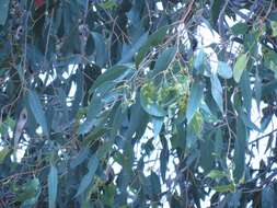 Слика од Eucalyptus ovata Labill.