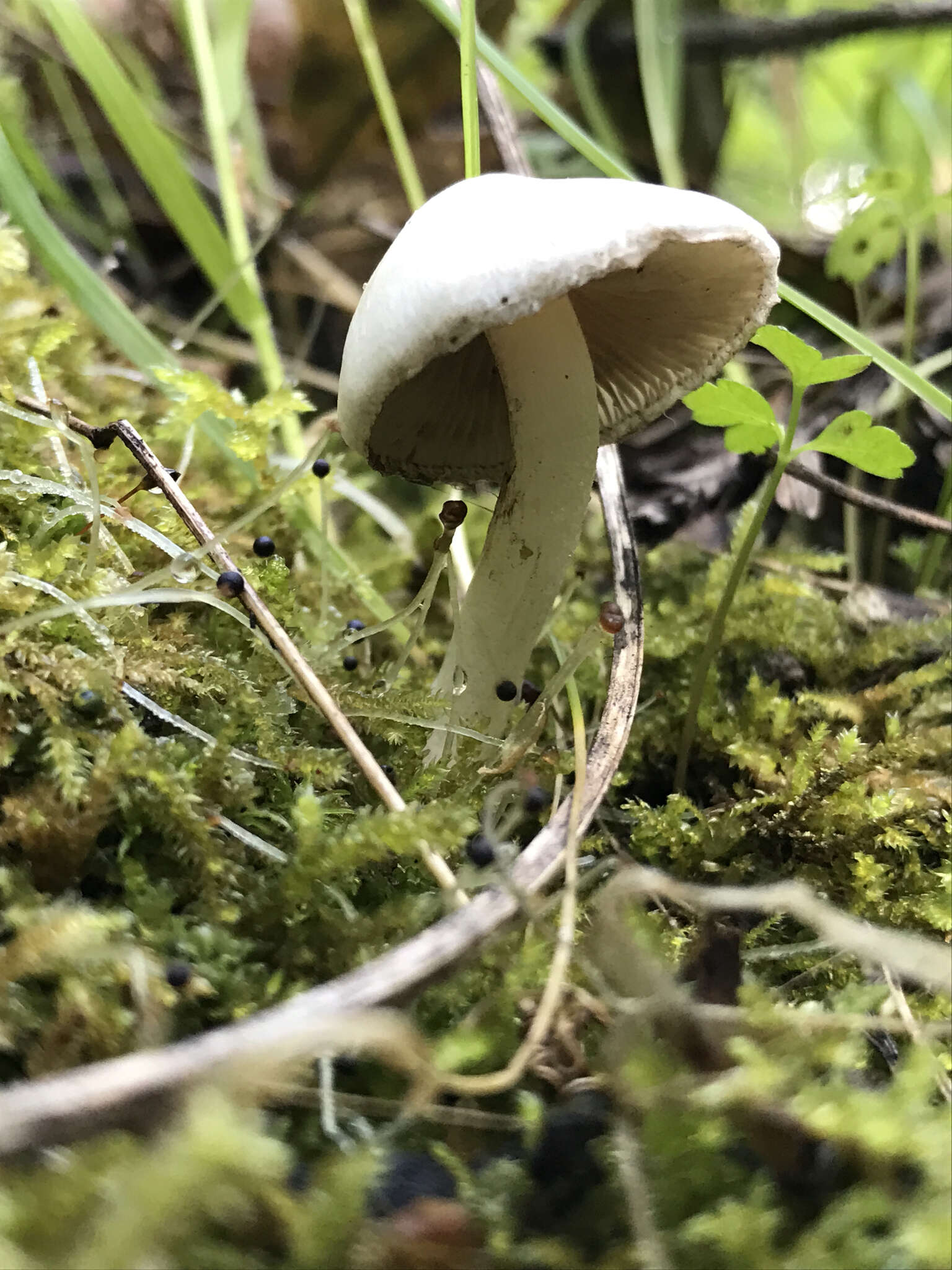 Image of Inocybe insinuata Kauffman 1924